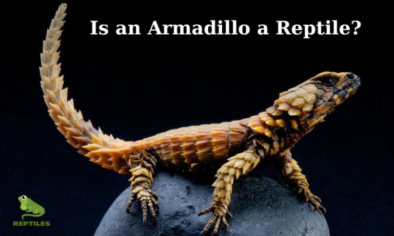 Are Armadillos Reptiles?