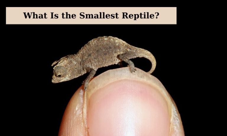 The Fascinating World of the Smallest Reptile
