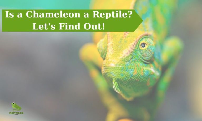 Is a Chameleon a Reptile? Let’s Dive into the Fascinating World of Chameleons!