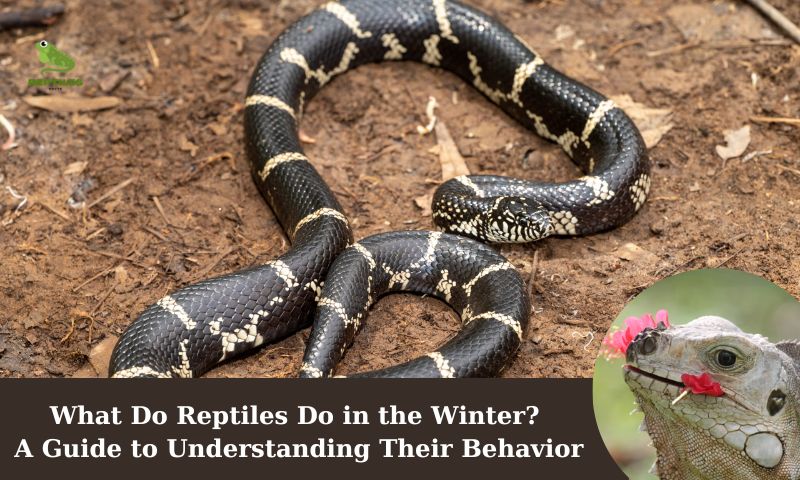What Do Reptiles Do in the Winter? A Guide to Understanding Their Behavior